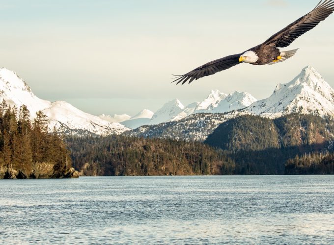 Wallpaper eagle, mountains, lake, 5k, Nature 644251653